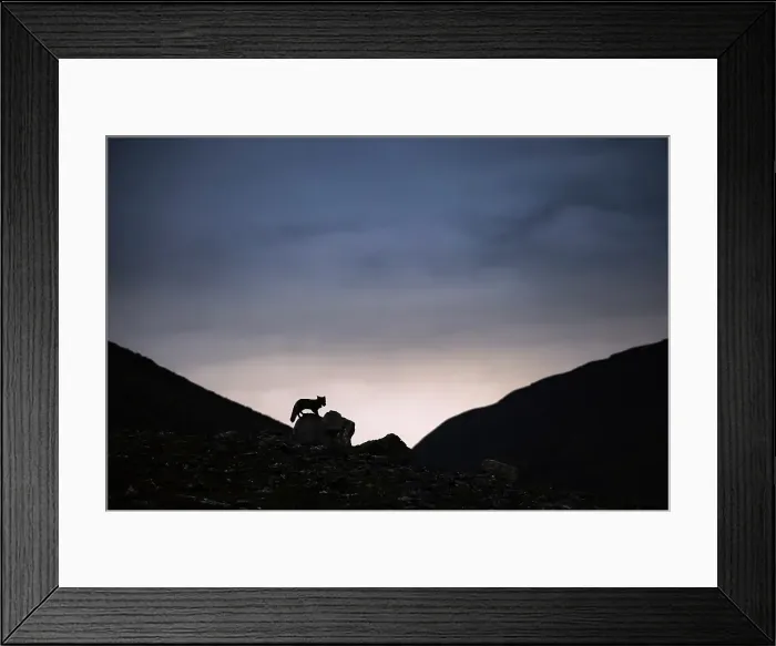 Framed Print : Polar fox, vulpes lagopus, in Spitsbergen, Svalbard, Norway Framed Print : Polar fox, vulpes lagopus, in Spitsbergen, Svalbard, Norway