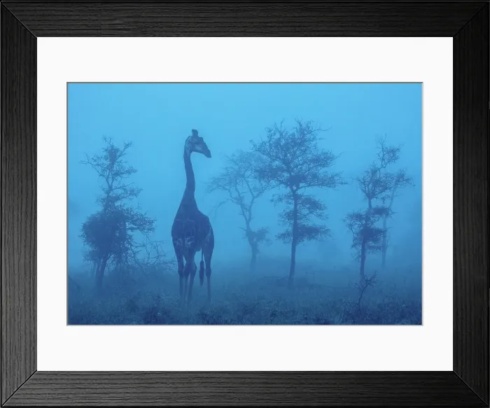 Framed Print : Giraffe in blue dawn mist, Zimanga Private Game Reserve, Natal, South Africa Framed Print : Giraffe in blue dawn mist, Zimanga Private Game Reserve, Natal, South Africa