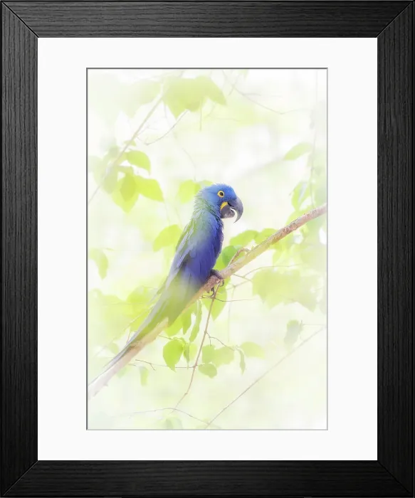 Framed Print : hyacinth macaw (Anodorhynchus hyacinthinus), or hyacinthine macaw, Pantanal, Mato Grosso, Brazil Framed Print : hyacinth macaw (Anodorhynchus hyacinthinus), or hyacinthine macaw, Pantanal, Mato Grosso, Brazil