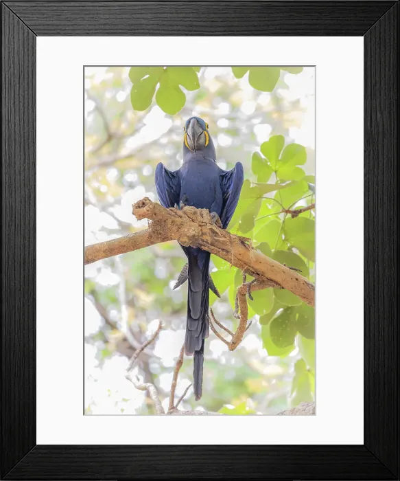 Framed Print : hyacinth macaw (Anodorhynchus hyacinthinus), or hyacinthine macaw, Pantanal, Mato Grosso, Brazil Framed Print : hyacinth macaw (Anodorhynchus hyacinthinus), or hyacinthine macaw, Pantanal, Mato Grosso, Brazil