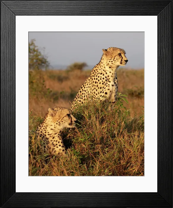Framed Print : Pair of cheetah, Zimanga Private Game Reserve, Natal, South Africa Framed Print : Pair of cheetah, Zimanga Private Game Reserve, Natal, South Africa