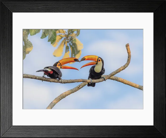Framed Print : Toco toucan, Ramphastos toco, Pantanal, Mato Grosso, Brasil Framed Print : Toco toucan, Ramphastos toco, Pantanal, Mato Grosso, Brasil