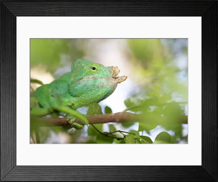 Framed Print : Chameleon camouflaged in a tree. Madagascar, Africa, Andasibe, Analamazaotra Framed Print : Chameleon camouflaged in a tree. Madagascar, Africa, Andasibe, Analamazaotra
