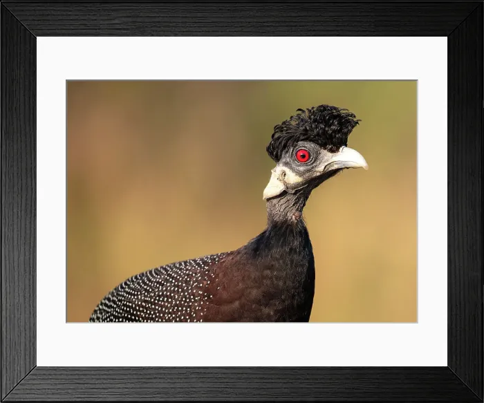 Framed Print : Guinea fowl, Zimanga Private Game Reserve, Natal, South Africa Framed Print : Guinea fowl, Zimanga Private Game Reserve, Natal, South Africa
