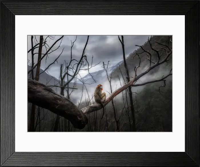 Framed Print : golden snub-nosed monkey (Rhinopithecus roxellana) in Qinling mountains, Sichuan, China Framed Print : golden snub-nosed monkey (Rhinopithecus roxellana) in Qinling mountains, Sichuan, China
