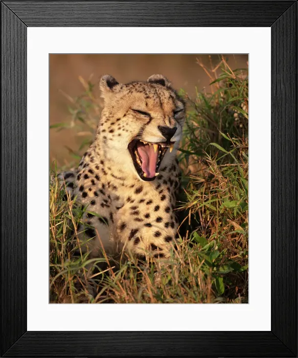 Framed Print : Cheetah yawning, Zimanga Private Game Reserve, Natal, South Africa Framed Print : Cheetah yawning, Zimanga Private Game Reserve, Natal, South Africa