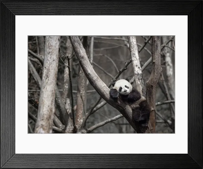 Framed Print : A giant panda in a panda center near Wolong, Sichuan, China Framed Print : A giant panda in a panda center near Wolong, Sichuan, China
