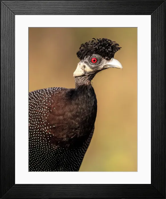 Framed Print : Guinea fowl, Zimanga Private Game Reserve, Natal, South Africa Framed Print : Guinea fowl, Zimanga Private Game Reserve, Natal, South Africa