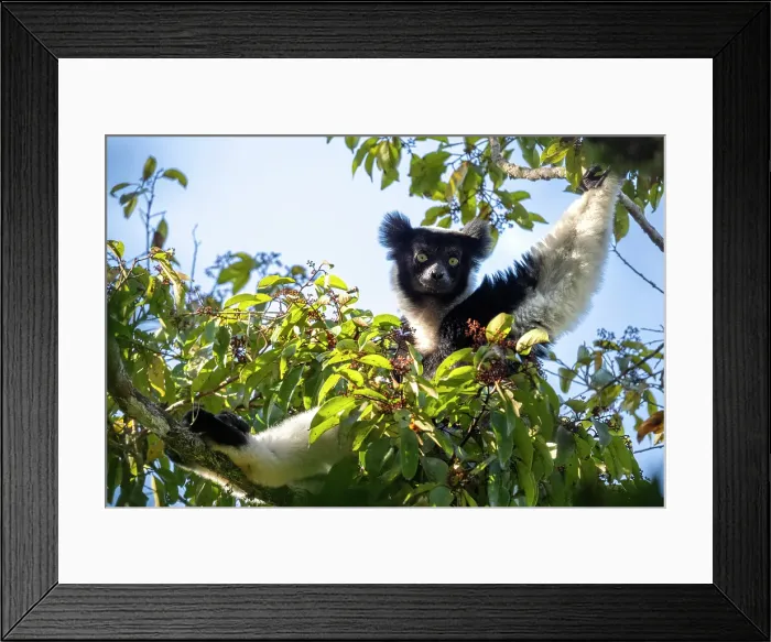 Framed Print : Black and white Indri Indri lemur in a tree. Madagascar, Africa, Andasibe, Analamazaotra Framed Print : Black and white Indri Indri lemur in a tree. Madagascar, Africa, Andasibe, Analamazaotra