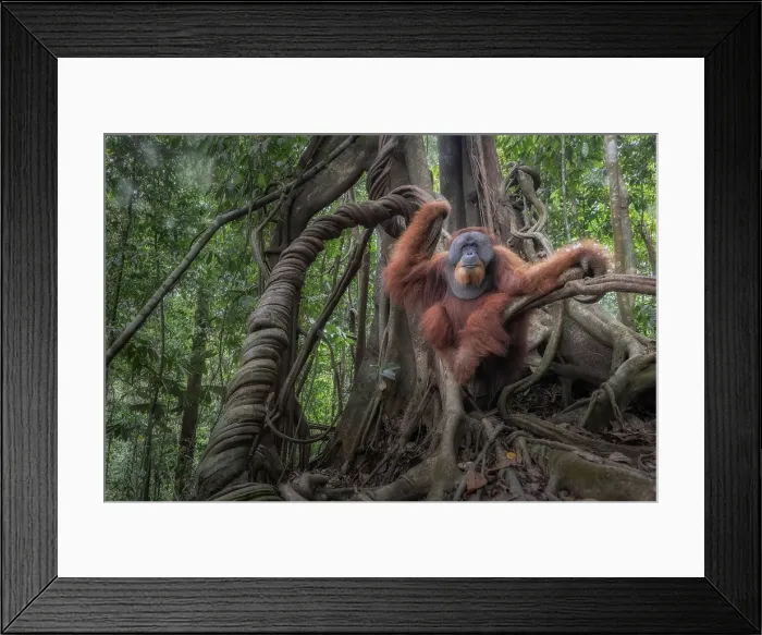 Framed Print : Male Sumatran Orangutan in Gunung Leuser National Park Framed Print : Male Sumatran Orangutan in Gunung Leuser National Park