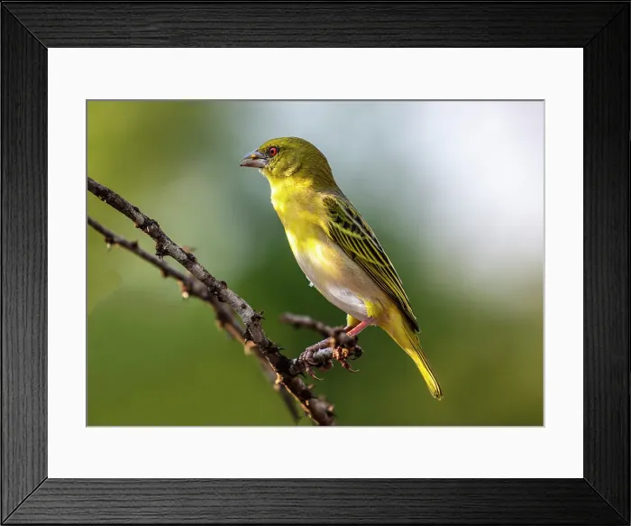 Framed Print : Village weaver, Zimanga Private Game Reserve, Natal, South Africa Framed Print : Village weaver, Zimanga Private Game Reserve, Natal, South Africa