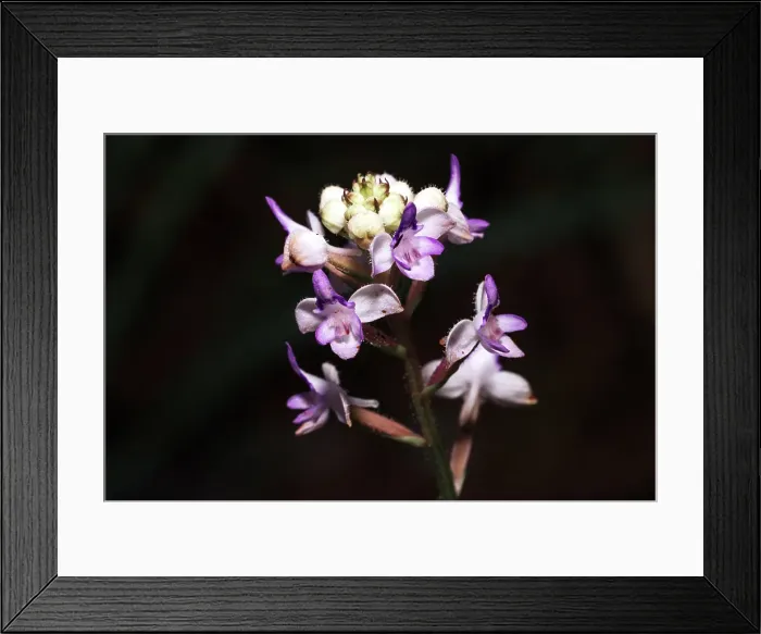 Framed Print : Close-up of a purple and white wild orchid. Madagascar, Africa. Andasibe, Analamazaotra Framed Print : Close-up of a purple and white wild orchid. Madagascar, Africa. Andasibe, Analamazaotra