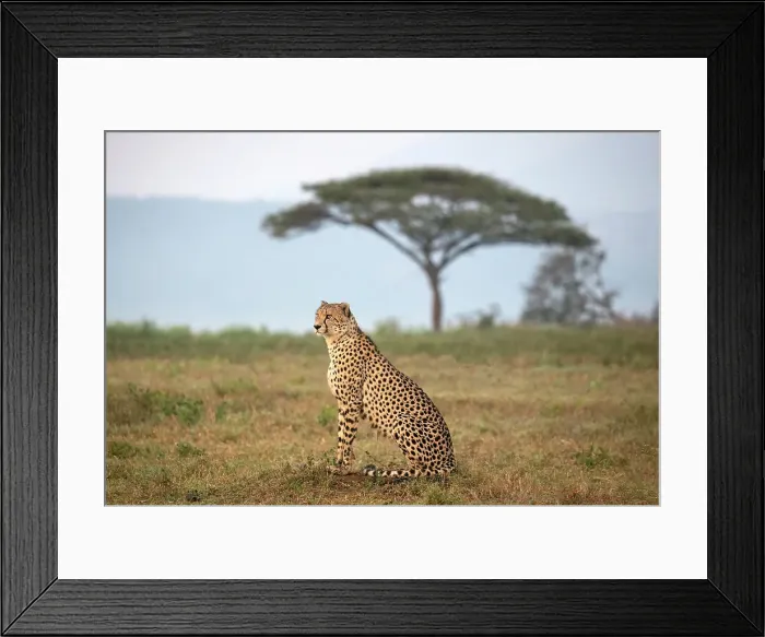 Framed Print : Cheetah with Camelthorn tree in background, Zimanga Private Game Reserve, Natal, South Africa Framed Print : Cheetah with Camelthorn tree in background, Zimanga Private Game Reserve, Natal, South Africa