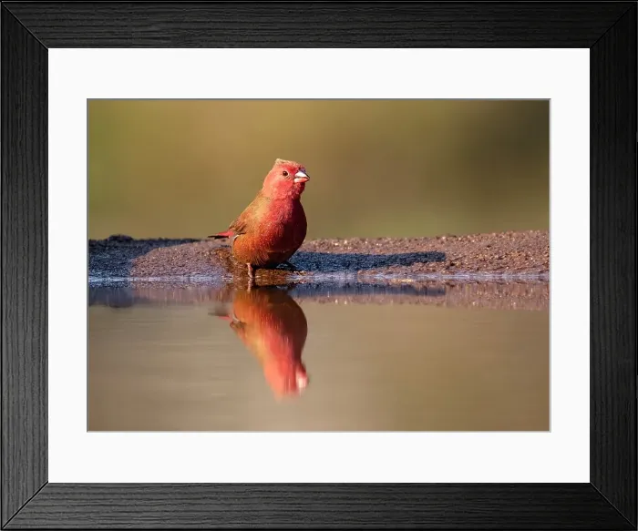 Framed Print : Red billed fire finch, Zimanga Private Game Reserve, Natal, South Africa Framed Print : Red billed fire finch, Zimanga Private Game Reserve, Natal, South Africa