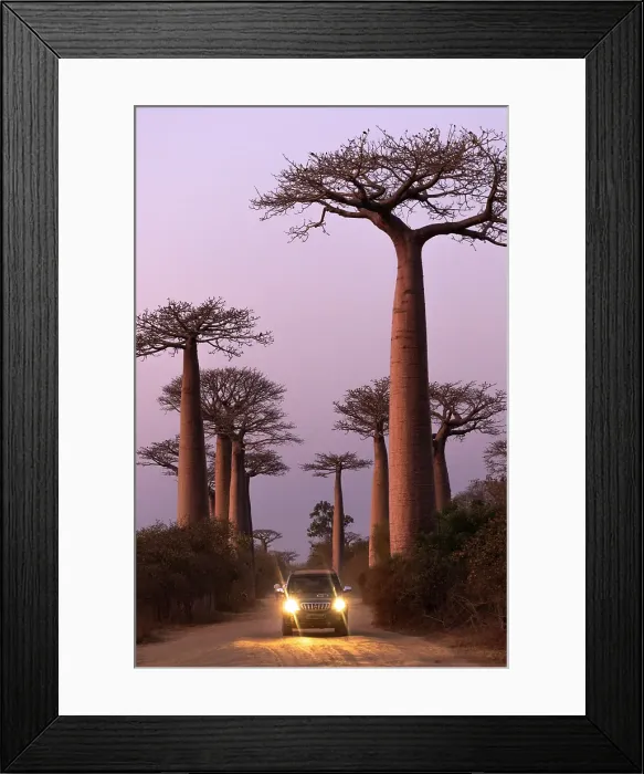Framed Print : Avenue of the Baobabs, Morondava, Madagascar Framed Print : Avenue of the Baobabs, Morondava, Madagascar