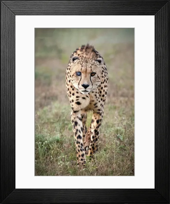 Framed Print : Cheetah with cloudy eye caused by injury, Zimanga Private Game Reserve, Natal, South Africa Framed Print : Cheetah with cloudy eye caused by injury, Zimanga Private Game Reserve, Natal, South Africa
