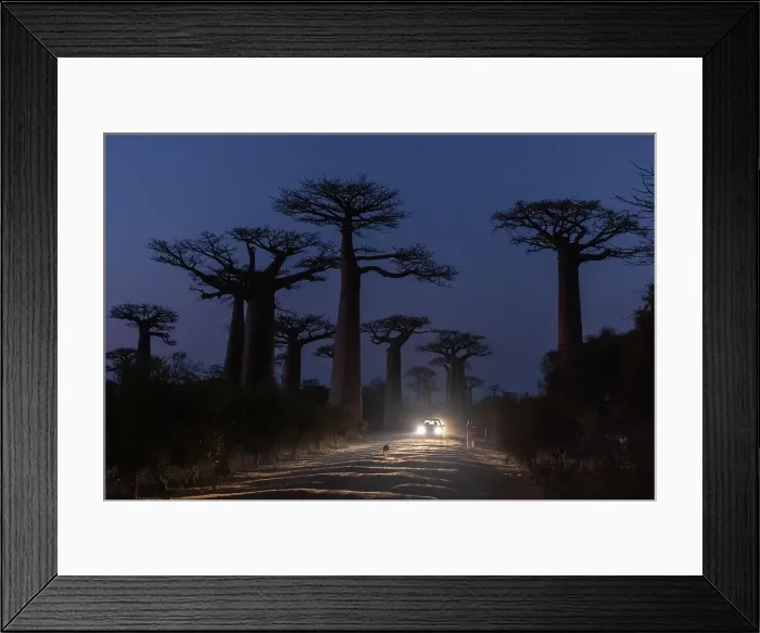 Framed Print : Avenue of the Baobabs, Morondava, Madagascar Framed Print : Avenue of the Baobabs, Morondava, Madagascar