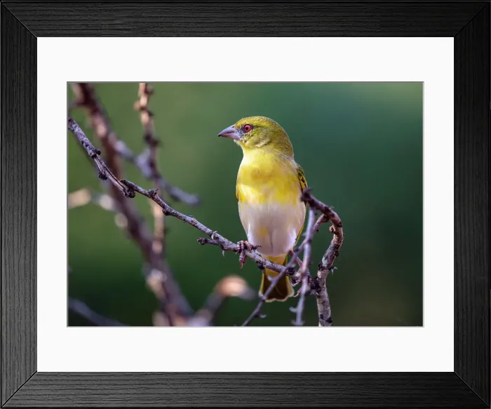 Framed Print : Village weaver, Zimanga Private Game Reserve, Natal, South Africa Framed Print : Village weaver, Zimanga Private Game Reserve, Natal, South Africa