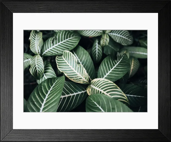 Framed Print : Close-up of vibrant tropical leaves. Madagascar, Africa Framed Print : Close-up of vibrant tropical leaves. Madagascar, Africa