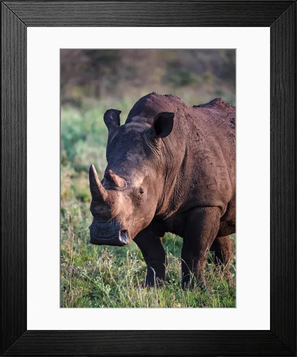 Framed Print : White Rhino, Zimanga Private Game Reserve, Natal, South Africa Framed Print : White Rhino, Zimanga Private Game Reserve, Natal, South Africa