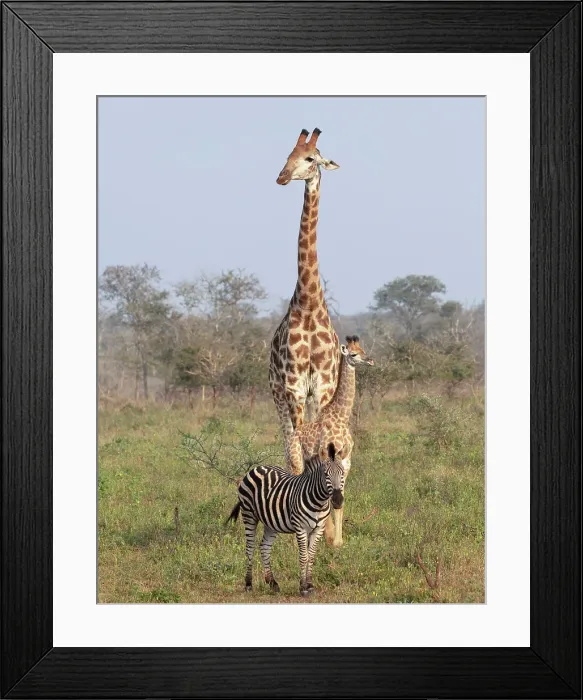 Framed Print : Female giraffe with calf and zebra, Zimanga Private Game Reserve, Natal, South Africa Framed Print : Female giraffe with calf and zebra, Zimanga Private Game Reserve, Natal, South Africa