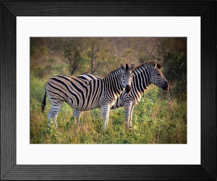 Framed Print : Pair of zebra, Zimanga Private Game Reserve, Natal, South Africa Framed Print : Pair of zebra, Zimanga Private Game Reserve, Natal, South Africa