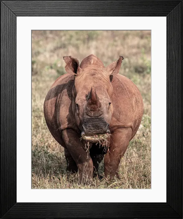 Framed Print : White Rhino, Zimanga Private Game Reserve, Natal, South Africa Framed Print : White Rhino, Zimanga Private Game Reserve, Natal, South Africa