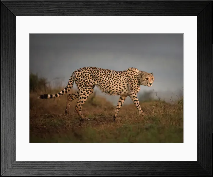 Framed Print : Cheetah stalking at dawn, Zimanga Private Game Reserve, Natal, South Africa Framed Print : Cheetah stalking at dawn, Zimanga Private Game Reserve, Natal, South Africa