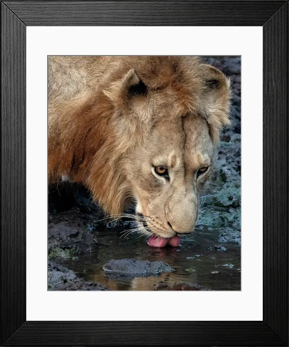 Framed Print : Lion drinking from stream, Zimanga Private Game Reserve, Natal, South Africa Framed Print : Lion drinking from stream, Zimanga Private Game Reserve, Natal, South Africa