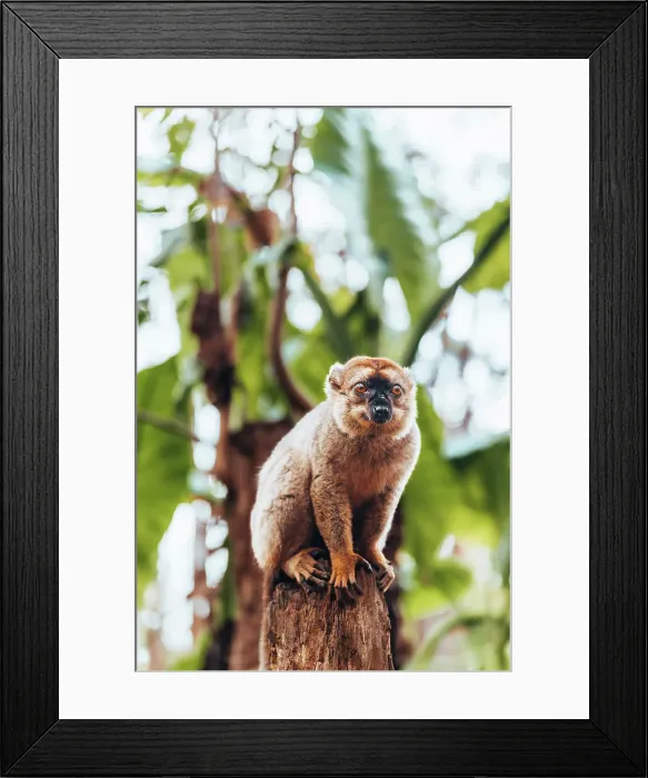 Framed Print : Common Brown Lemur on a tree stump. Madagascar, Africa Framed Print : Common Brown Lemur on a tree stump. Madagascar, Africa