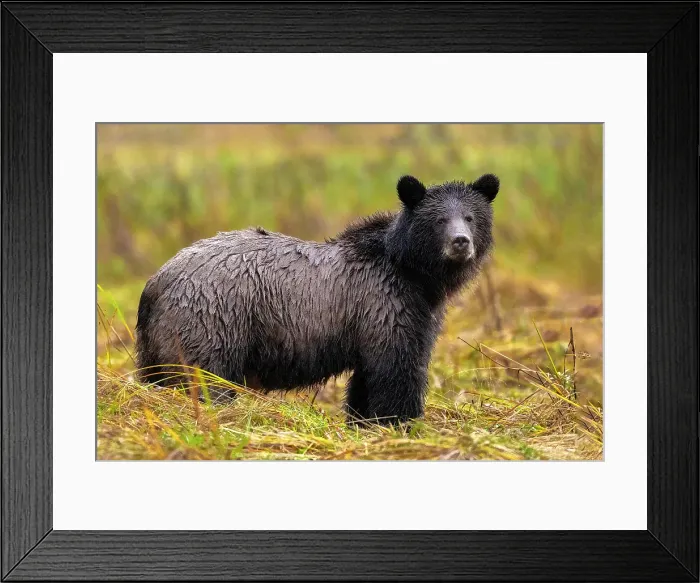 Framed Print : A 3 year old grizzly cub stands in the autumn rain in the Great Bear Rainforest, Canada Framed Print : A 3 year old grizzly cub stands in the autumn rain in the Great Bear Rainforest, Canada
