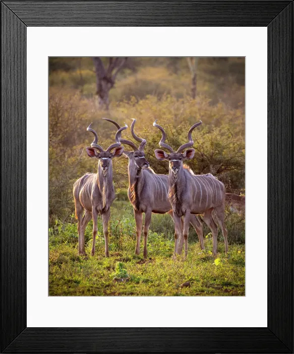 Framed Print : Three male kudu, Zimanga Private Game Reserve, Natal, South Africa
