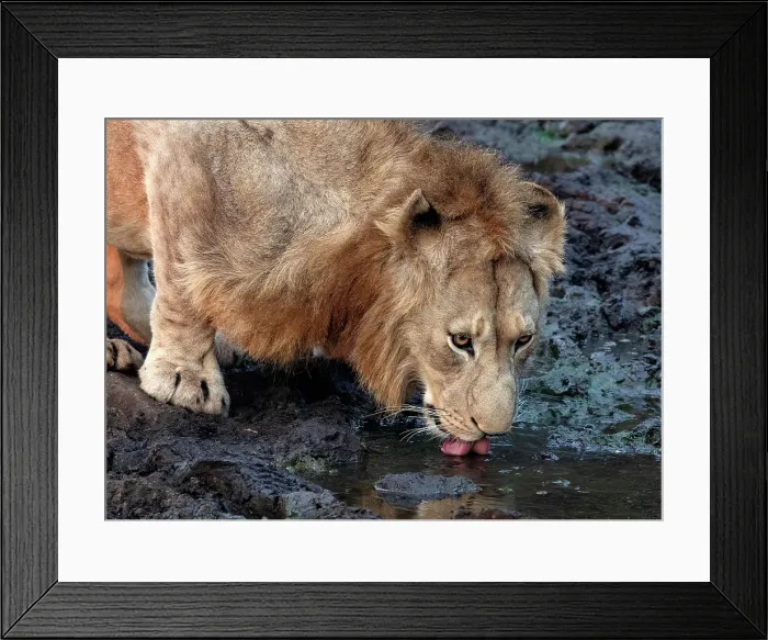 Framed Print : Lion drinking from stream, Zimanga Private Game Reserve, Natal, South Africa