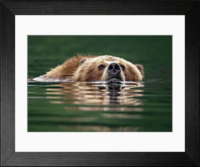 Framed Print : a grizzly bear swims in the green waters of the Khutzeymateen Grizzly Bear Sanctuary Framed Print : a grizzly bear swims in the green waters of the Khutzeymateen Grizzly Bear Sanctuary