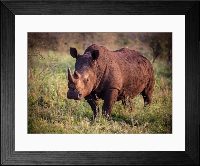 Framed Print : White Rhino, Zimanga Private Game Reserve, Natal, South Africa