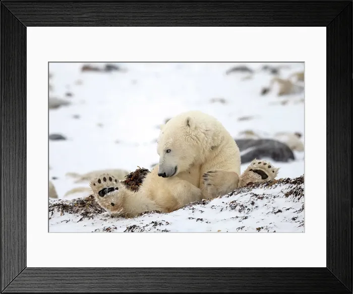 Framed Print : A polar bear sits in the kelp - paws up - while it waits for the ice to come in - Churchill Manitoba Canada Framed Print : A polar bear sits in the kelp - paws up - while it waits for the ice to come in - Churchill Manitoba Canada