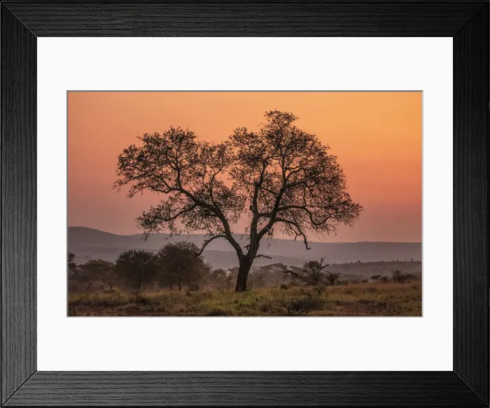 Framed Print : Tree against orange sky at sunrise, Zimanga Private Game Reserve, Natal, South Africa Framed Print : Tree against orange sky at sunrise, Zimanga Private Game Reserve, Natal, South Africa