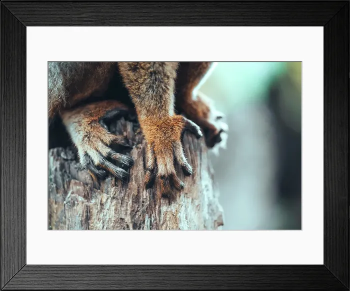 Framed Print : Close-up of lemur paws on a tree. Madagascar, Africa. Andasibe, Analamazaotra Framed Print : Close-up of lemur paws on a tree. Madagascar, Africa. Andasibe, Analamazaotra