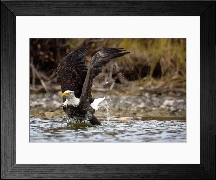 Framed Print : A bald eagle takes off from the water after it dives for a salmon in Chilko Lake, British Columbia, Canada Framed Print : A bald eagle takes off from the water after it dives for a salmon in Chilko Lake, British Columbia, Canada