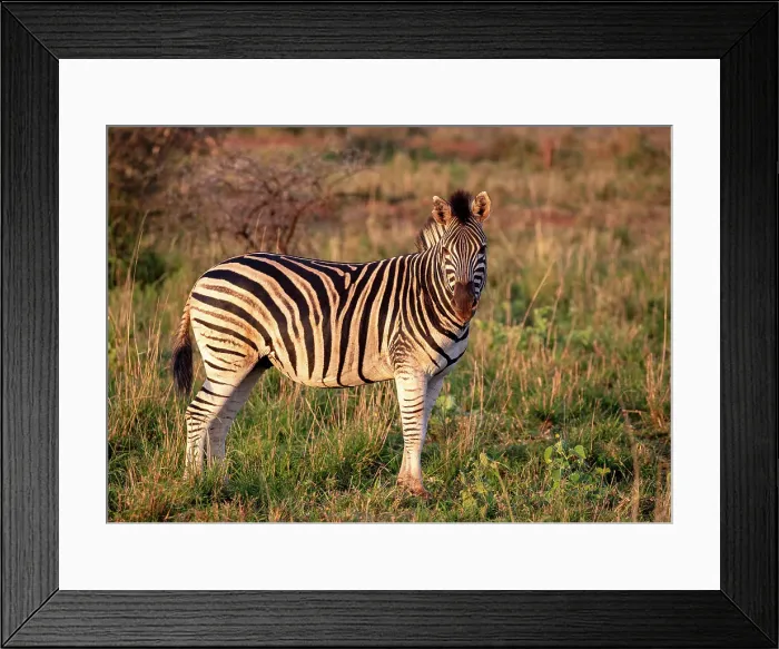 Framed Print : Zebra, Zimanga Private Game Reserve, Natal, South Africa Framed Print : Zebra, Zimanga Private Game Reserve, Natal, South Africa