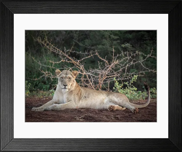 Framed Print : Lioness relaxing, Zimanga Private Game Reserve, Natal, South Africa Framed Print : Lioness relaxing, Zimanga Private Game Reserve, Natal, South Africa