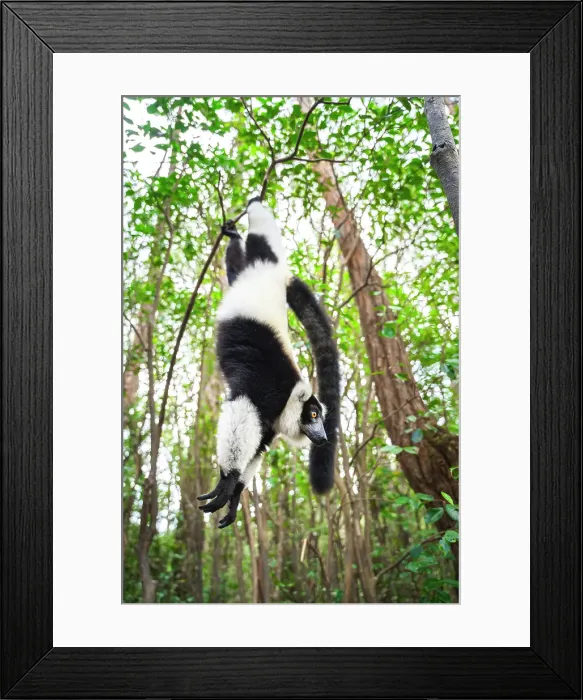 Framed Print : The black and white ruffed lemur (Varecia variegata) on a tree, Andasibe, Madagascar Framed Print : The black and white ruffed lemur (Varecia variegata) on a tree, Andasibe, Madagascar