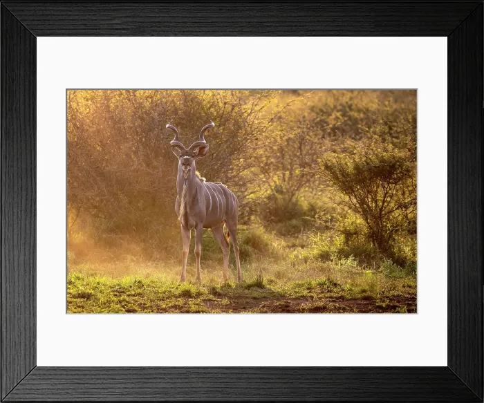 Framed Print : Male kudu at sunset, Zimanga Private Game Reserve, Natal, South Africa Framed Print : Male kudu at sunset, Zimanga Private Game Reserve, Natal, South Africa
