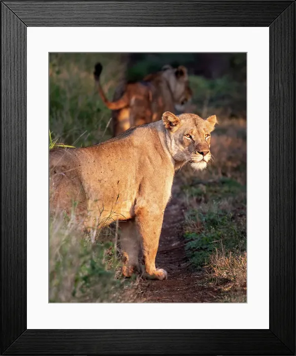 Framed Print : Lioness, Zimanga Private Game Reserve, Natal, South Africa
