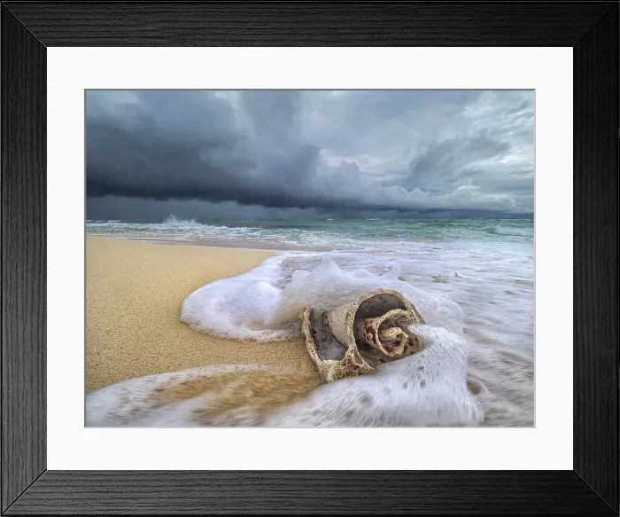 Framed Print : Incoming waves wash over a weather beaten conch shell on Consuelos Beach during the onset of a tropical storm, Grand Cayman, Cayman Islands, British West Indies Framed Print : Incoming waves wash over a weather beaten conch shell on Consuelos Beach during the onset of a tropical storm, Grand Cayman, Cayman Islands, British West Indies