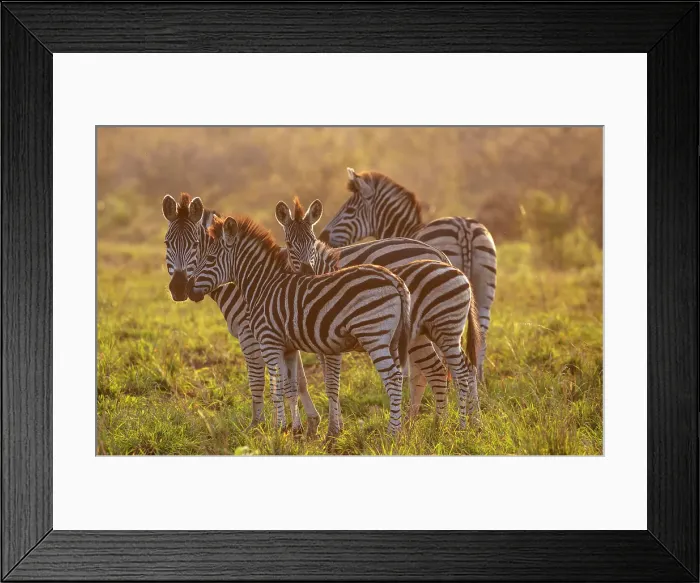 Framed Print : Small group of zebra, Zimanga Private Game Reserve, Natal, South Africa Framed Print : Small group of zebra, Zimanga Private Game Reserve, Natal, South Africa