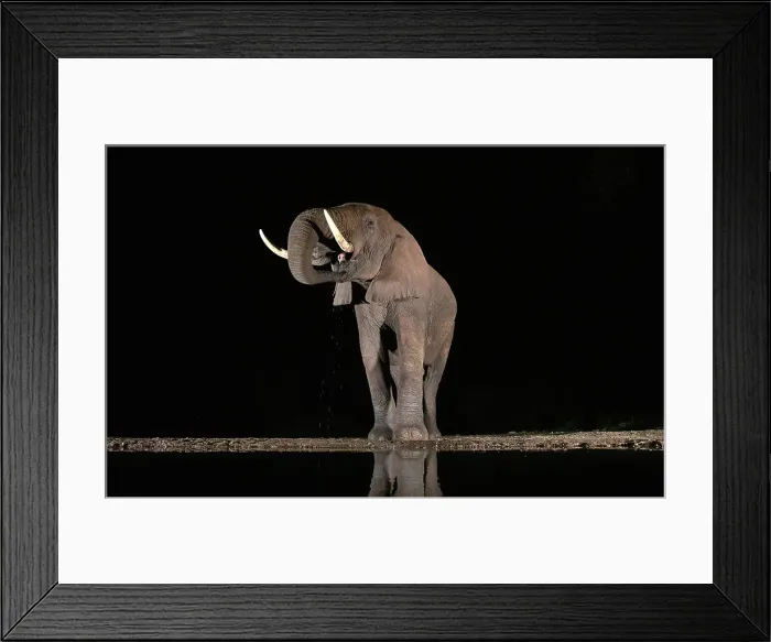 Framed Print : Elephant drinking from floodlit watering hole at night, Zimanga Private Game Reserve, Natal, South Africa Framed Print : Elephant drinking from floodlit watering hole at night, Zimanga Private Game Reserve, Natal, South Africa