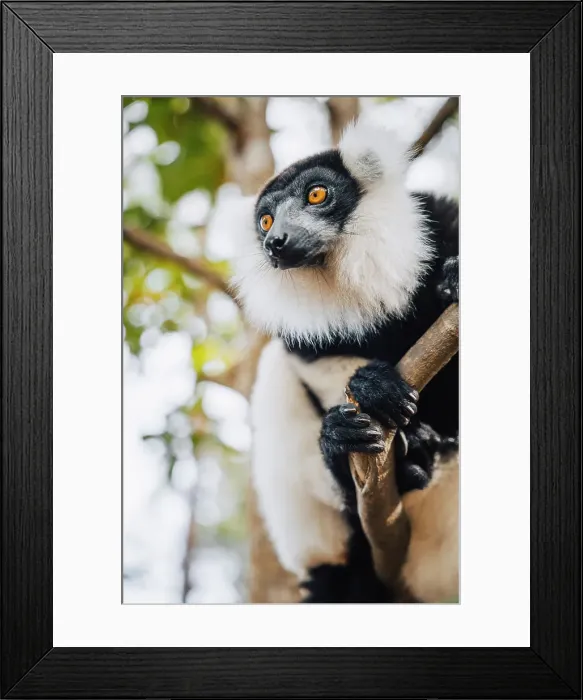 Framed Print : The black and white ruffed lemur (Varecia variegata) on a tree, Andasibe, Madagascar Framed Print : The black and white ruffed lemur (Varecia variegata) on a tree, Andasibe, Madagascar