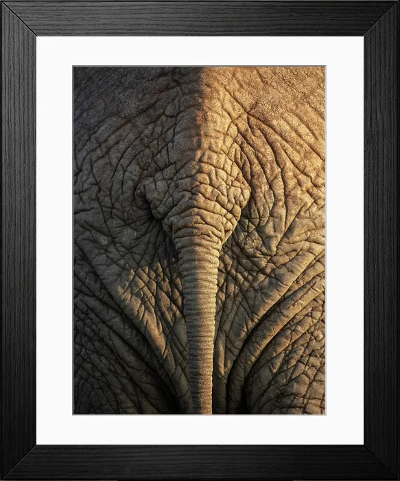 Framed Print : Elephant's rear end showing tail and wrinkled skin, Zimanga Private Game Reserve, Natal, South Africa Framed Print : Elephant's rear end showing tail and wrinkled skin, Zimanga Private Game Reserve, Natal, South Africa