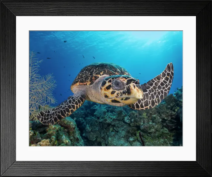 Framed Print : Hawksbill Turtle (Eretmochelys imbricata), Grand Cayman, Cayman Islands, British West Indies Framed Print : Hawksbill Turtle (Eretmochelys imbricata), Grand Cayman, Cayman Islands, British West Indies